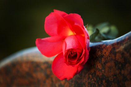 Rose monument funéraire